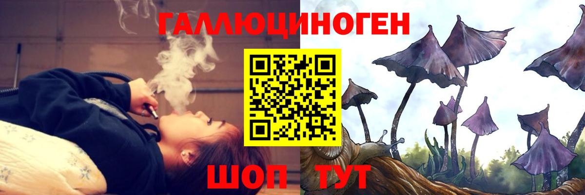 Псилоцибиновые грибы Psilocybe Лесозаводск